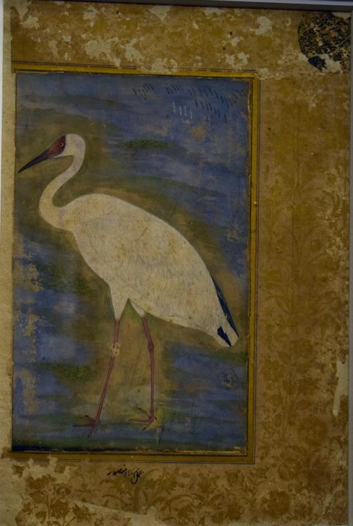 Siberian Crane, Ustad Mansur